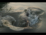 DSC_0247.jpg