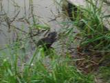 DSC05194.jpg