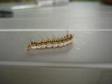 DSC05203.jpg