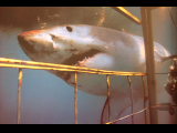 Great White 001.jpg