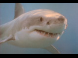 Great White 002.jpg