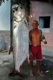 Tarpon.jpg