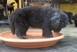 New Dog.jpg