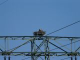 P1080103bearb.jpg