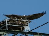 P1080130bearb1.jpg