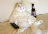 kitty1.jpg