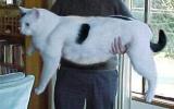 PUSSY1.jpg