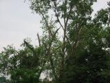 IMG_3336_600_450.jpg
