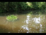 Teich.jpg