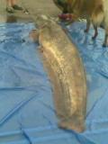 Waller2009 023.jpg