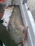 Waller2009 063.jpg