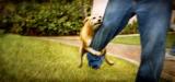 dog_walk.jpg