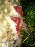 Foto0447a.jpg