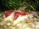 Foto0447a.jpg