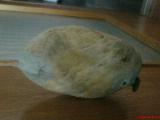 DSC00877.jpg