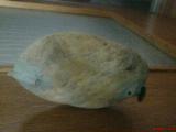 DSC00878.jpg