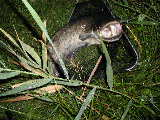 NACHTSCHIESS20050008.jpg