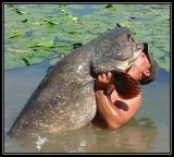 Wels%20Catfish%2012.jpg